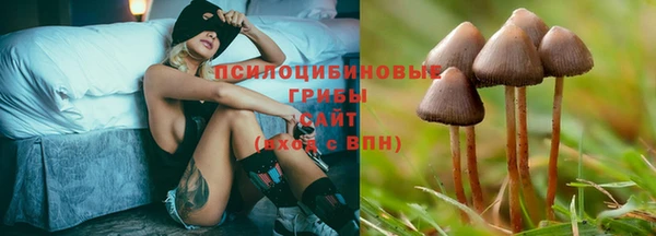 прущие грибы Белокуриха