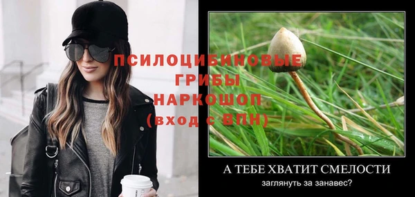 прущие грибы Белокуриха